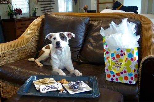 Suite Twenty - Se admiten perros del hotel Mill House Inn