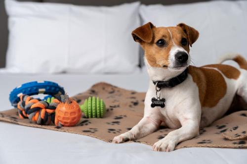 Estudio Pet Friendly del hotel Mantra Albury. Foto 1