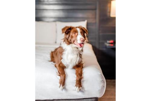Extragrande Wagalong que admite mascotas + 5 $ GRATIS en juego tragaperras y 10 $ en juegos de mesa del hotel Oyo and Casino Las Vegas. Foto 6