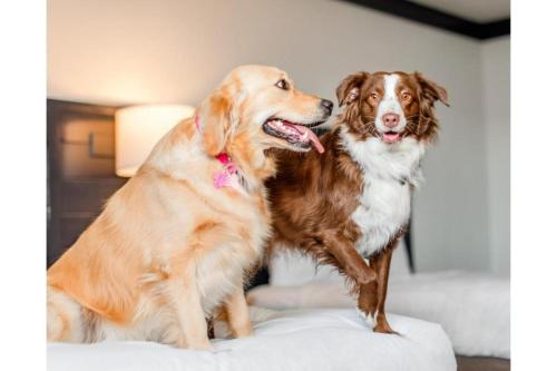 Extragrande Wagalong que admite mascotas + 5 $ GRATIS en juego tragaperras y 10 $ en juegos de mesa del hotel Oyo and Casino Las Vegas. Foto 8