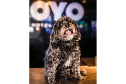 Doble Wagalong que admite mascotas + 5 $ GRATIS en juegos tragaperras y 10 $ en juegos de mesa del hotel Oyo and Casino Las Vegas. Foto 6