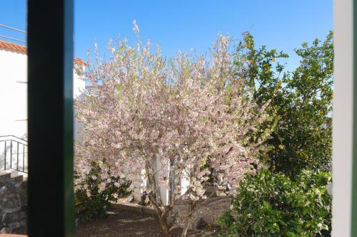 Apartamento con vistas al jardín del hotel La Palma Hostel - Pensión Central. Foto 5