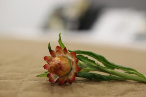 Suite Deluxe con cama extragrande del hotel CASA VERDE. Foto 3