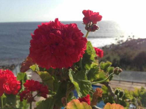 Apartamento de 1 dormitorio con terraza del hotel Chijeré Faro del Inglés. Foto 16