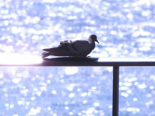 Apartamento de 1 dormitorio con terraza del hotel Chijeré Faro del Inglés. Foto 18