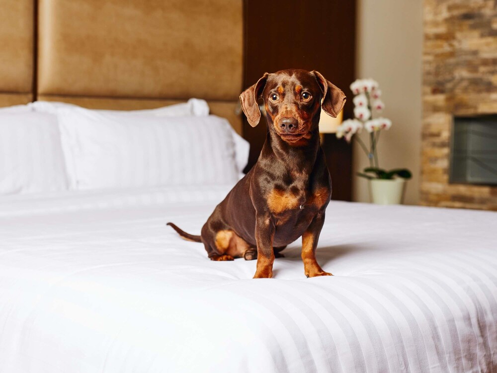 Habitación de categoría superior con una cama King Size del hotel Manto Lima – Mgallery. Foto 8