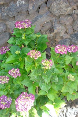 Casa con 1 dormitorio del hotel Casa Rural Aborigen Bimbache. Foto 2