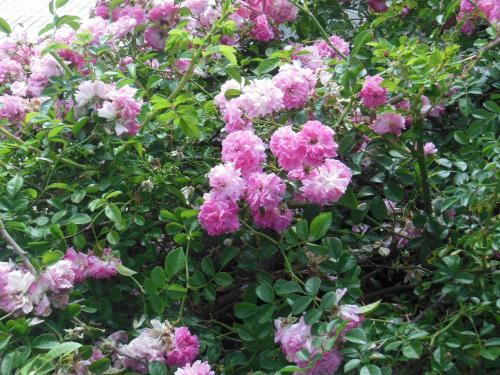 One-Bedroom House del hotel Casa Rural Aborigen Bimbache. Foto 6
