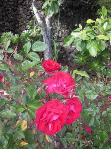 Casa con 1 dormitorio del hotel Casa Rural Aborigen Bimbache. Foto 54