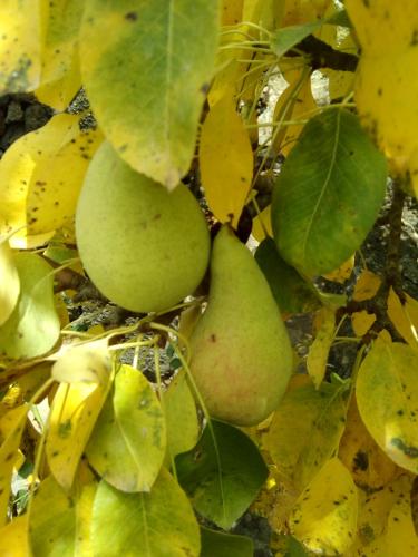 One-Bedroom House del hotel Casa Rural Aborigen Bimbache. Foto 47