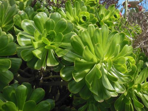 One-Bedroom House del hotel Casa Rural Aborigen Bimbache. Foto 52