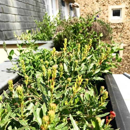 Classic Double Room with Terrace 