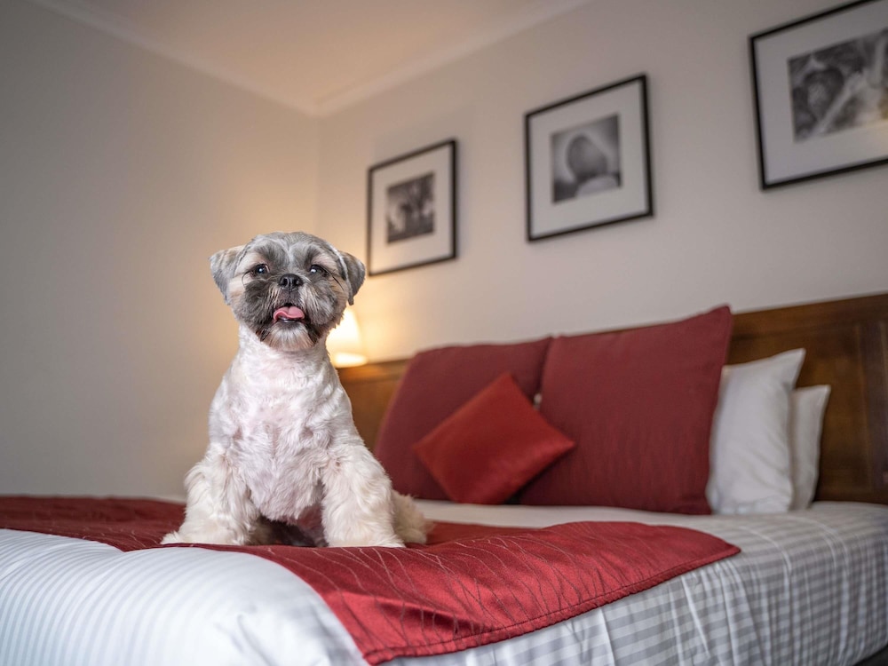 Habitación apta para mascotas con 1 cama King del hotel Mercure Canberra