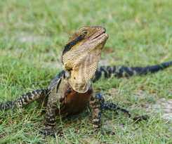 Discovery Parks - Byron Bay
