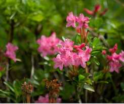  Iton Arlberg - Appartements