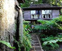Fern Paradise