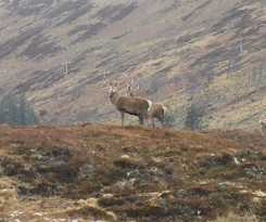 Hotel Ledgowan Lodge