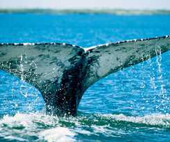 Hotel Monterey Tides