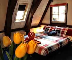 Tulip Of Amsterdam