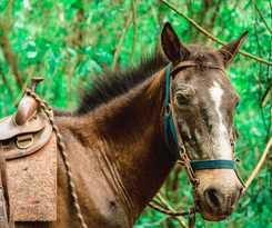 Hotel Canzi Cataratas