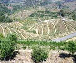 Celler Buil Y Giné