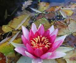 B&B Byb Hill De Bart