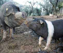  Azienda Agricola Il Bagolaro