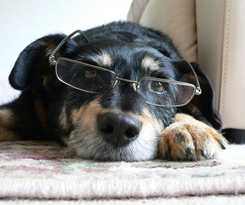 Hotel Holiday Inn Daytona Beach Lpga Boulevard, An Ihg