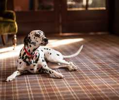 Hotel Goglasgow Urban