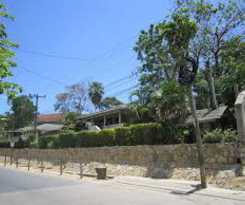 Coconut Tree West End