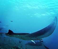 Hotel Holiday Cottage