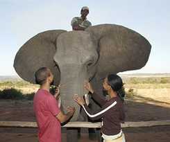 Hotel Elephant Hills Resort