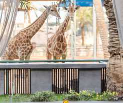 Hotel Emirates Park Resort