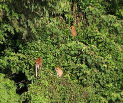 Borneo Natural Sukau Bilit Resort