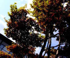 Hotel Onishiya Suishoen