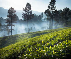 Hotel Ceylon Tea Trails