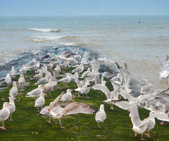 Hotel Holiday Suites Westende