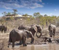 The Elephant Camp