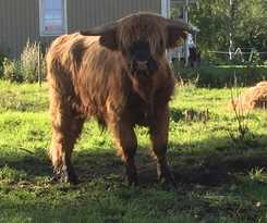 Hotel Storn&auml;sets Pensionat Och Vandrarhem