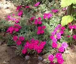 Motel Assos Nazan Restoran Beach