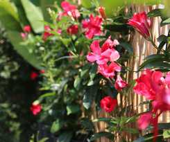 Joyful Thai Boutique Chiang Mai