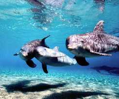 Hotel Hilton Waikoloa Village