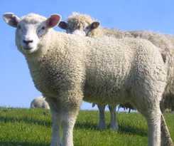 Hotel Garni Deichgraf