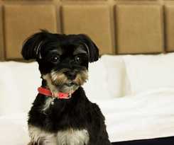 The Soho Hotel and Residences