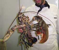 Ai Campi Di Marcello