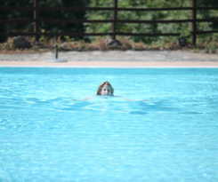  La Foresta Del Salto Del Corvo