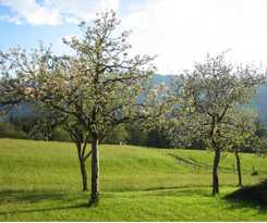 Pensión L&auml;rchenbrunn