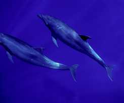 Seven Crown La Paz Malecon