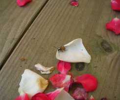 Hotel Rives Nature Campsite