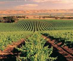 Mclaren Vale Backpackers